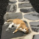 선흘별숲 - 33286 | 선흘별숲