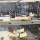 웰리스 동물병원 이미지