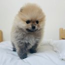 유펫 일산점 | 포메분양 합리적인 분양가로