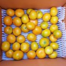 송리농장 | 감귤 택배 배송 걱정 끝! 제주도귤 직거래 완벽포장 100% 교환보상