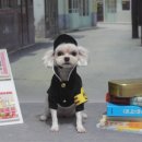 강아지풍경 이미지