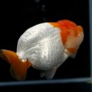 홍백농장 이미지