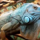 이구아나 이미지