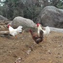 보리펜션 이미지