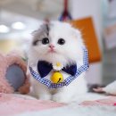 캣프렌즈 이미지