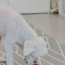 DOG 깨비 네이버블로그
