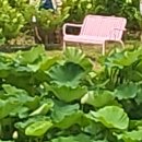 초록마을시흥 - 시흥시 황고개로 530 | 연꽃테마파크(관곡지)후기