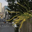 요거프레소 중앙대점 | 04 :: 알 수 없는 봄날
