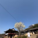 새미리벌로 | 밀양향교 ㅣ 밀양읍성 조용히 걷기 좋은 산책코스 벚꽃은 아직