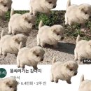 멍멍아 산책가자 이미지
