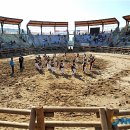 소싸움경기장 이미지