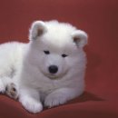 복슬강아지 이미지