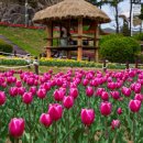 용담저수지: 봄꽃 만발 튤립 & 유채꽃 이미지