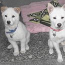 사랑을줄개 이미지