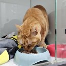 둘리동물병원 | 부산 고양이 동물병원 추천, 전문병원을 찾아야 하는 &#39;진짜 이유&#39;