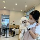 곱슬강아지 | 울산 매곡 내돈내산 애견미용 추천 [곱슬강아지] 후기