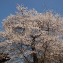 다겟신부의 왕벚나무 만개 이미지