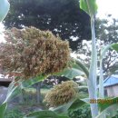 산채으뜸마을 이미지