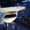 아쿠아리움 이미지