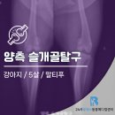 기흥동물병원 | 기흥 슬개골탈구 수술 전문 동물병원 5살 말티푸 후기