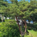 루나피에나 이미지