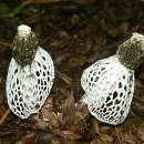 하얀버섯 이미지