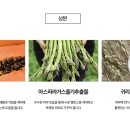 인셀덤고운