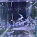 피쉬갤러리 천안점 이미지