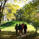 소나무숲 이미지