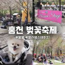 오전공연) 요기조기 음악회 | 강원도 홍천 블라썸 스테이지 비발디파크 벚꽃명소 피크닉 음악회