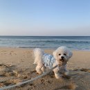 사천견생 이미지