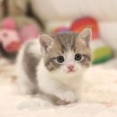 대구고양이분양 도레미캣 이미지