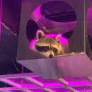 5542 | 홍대데이트 테이블에이 알파카 라쿤 먹이주기 체험후기