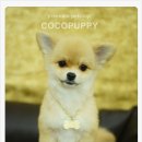 아롱펫샵 이미지