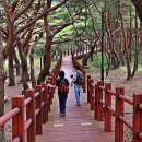 소나무숲 Daum카페