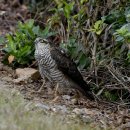 호곡리의 새매(Eurasian sparrowhawk) 이미지