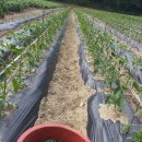 둔내농장 이미지