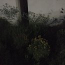 H2128 네이버블로그