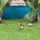 치바위 | 괌 여행ㅣ 괌 더비치바 레스토랑 가는길 예약 후기, SKT 할인 메뉴, 식사는 비추