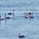 제289차 강진만 갈대숲 오리때와 큰곤이 탐방 이미지