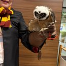 슈에뜨 | 오사카 이색 카페 ::: 슈에뜨 부엉이 카페 내돈내산 방문 후기