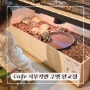 판교 거북이카페 파미어스몰 거부기앤쿠펫 아기랑 이색 실내 체험