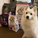 강아지 지니 | [정관장] 지니펫 알러지 유기농&amp;활기찬 일상 강아지 사료 급여 후기.