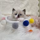 대전고양이분양 비비냥 이미지