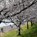 금호강8 이미지