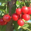 별이&체리 이미지