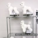 펫플러스아카데미애견미용학원