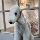 달이네 애견미용실 이미지