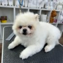 따라 애견학교 네이버블로그