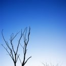 비로소 봄 이미지